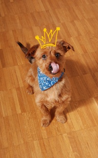 wannabee Hund Idefix